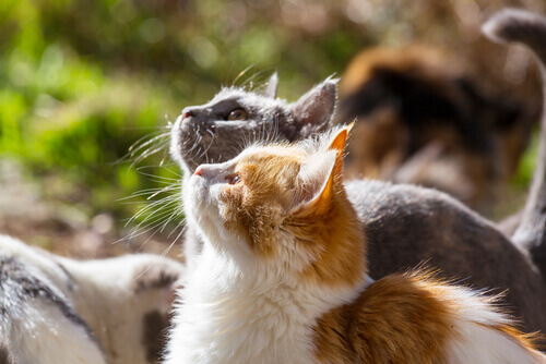 Che significato ha il colore del vostro gatto?