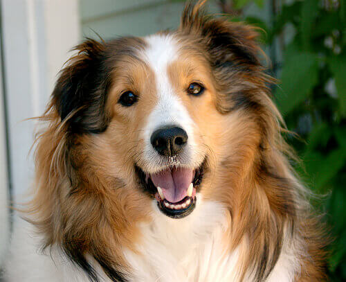 collie