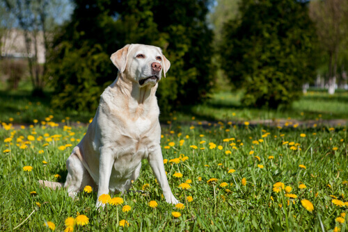 cane sul prato