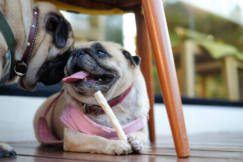 Come preparare snack dentali per cani