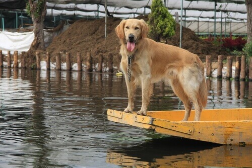 Una cagnolina salva i suoi cuccioli da un'inondazione