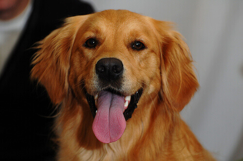 cane con la lingua in fuori