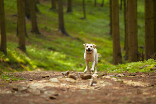 Salvati 31 cani che vivevano nel bosco