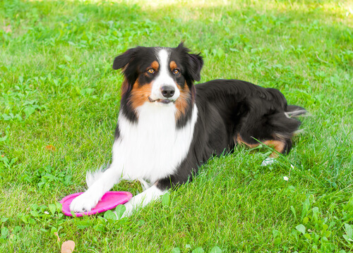 Se il cane non vuole giocare, può essere colpa vostra