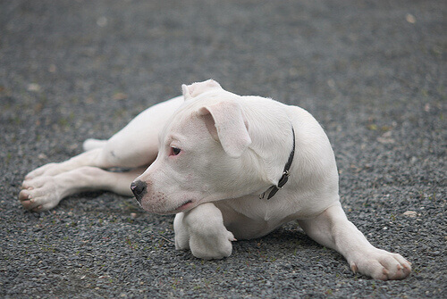 dogo argentino seduto
