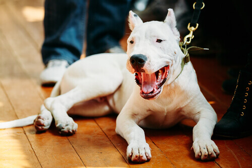 Dogo argentino, una razza peculiare