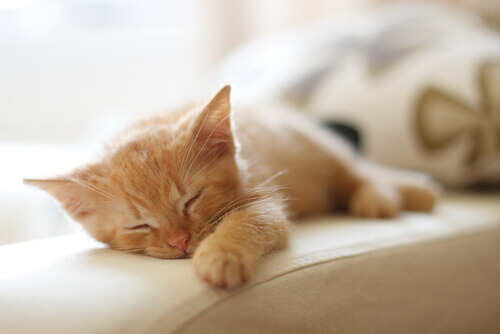 gattino-arancione-che-dorme