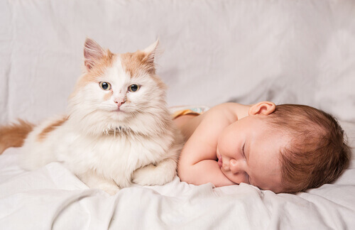 neonato e gatto
