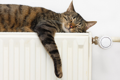 gatto che ama dormire sul termosifone