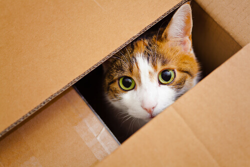 gatto-scatolone