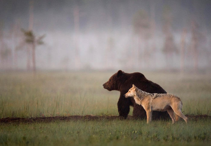 foto di un lupo e un orso