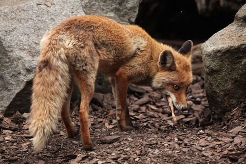 volpe su terreno roccioso
