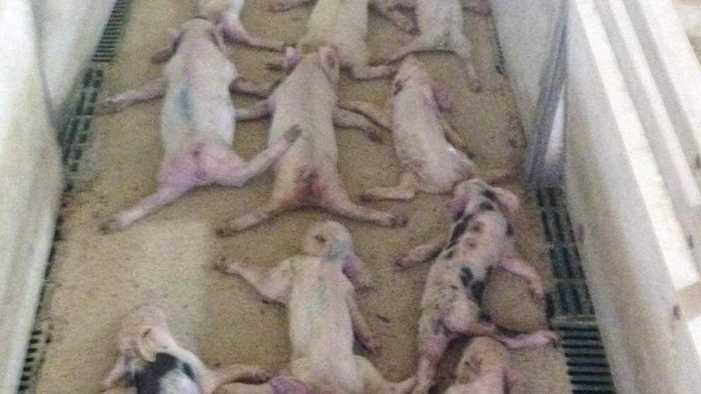 Spagna: 72 maialini uccisi per divertimento