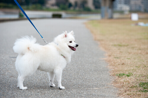 Passeggiare con il cane: un modo piacevole per mantenersi in forma