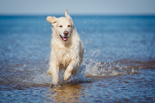 migliorare la salute del cane che corre in acqua