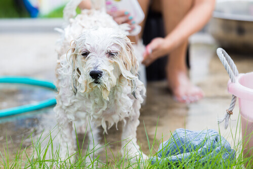 bagno al cane nel prato