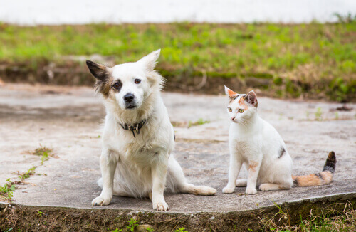 Principali normative sugli animali domestici