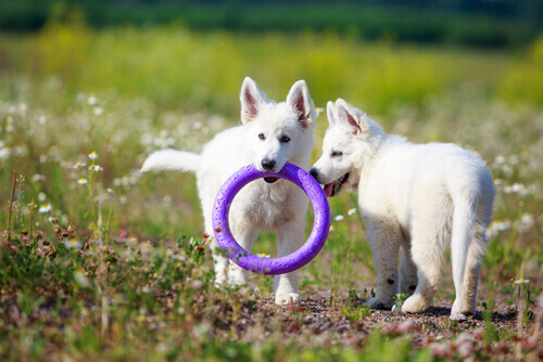 cuccioli bianchi giocano con cerchio viola