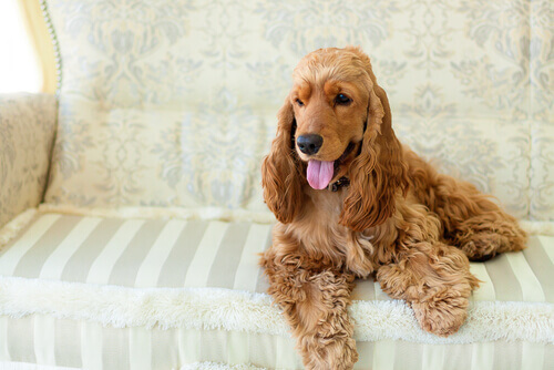 La mia cagnolina diventerà mamma