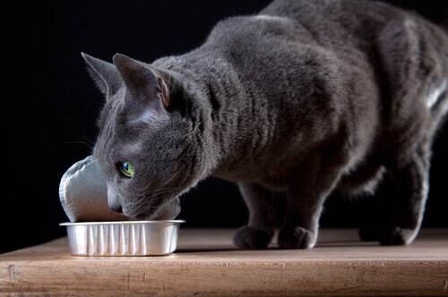 gatto-che-mangia-dalla-scatoletta