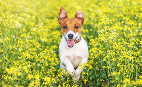 jack russell terrier tra i fiori