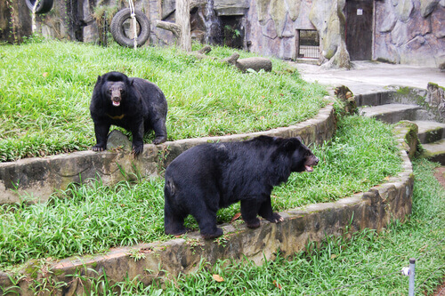 Cina: allevano due orsi scambiandoli per cani