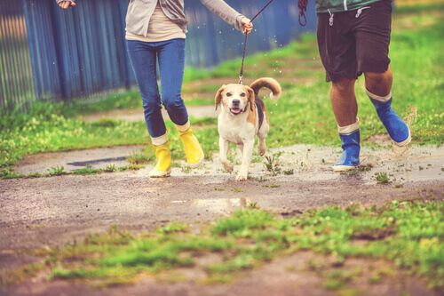 Prendersi cura del cane nei giorni di pioggia