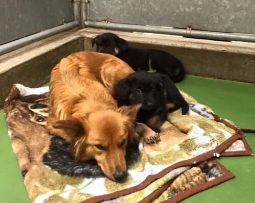 Istinto materno: una cagnolina esce dalla gabbia per consolare due cuccioli