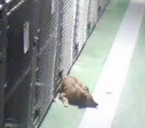 cagnolina-esce-dalla-gabbia-per-consolare-dei-cuccioli