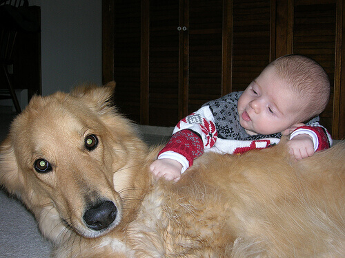 Cani eroici che hanno salvato la vita a dei bambini