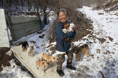 Corea: Jung, la signora che salva i cani destinati ai ristoranti
