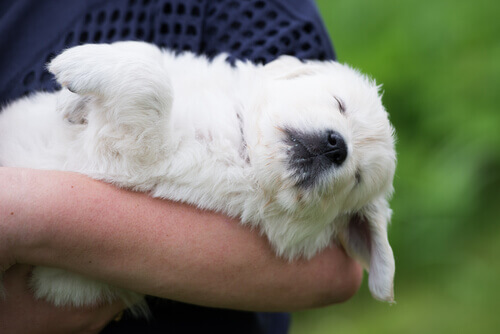 Cosa significa avere un cane