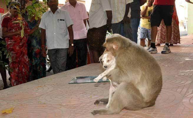 macaco con in braccio cane