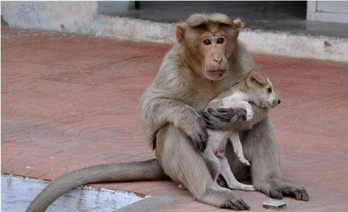 Macaco adotta un cucciolo di cane rimasto orfano