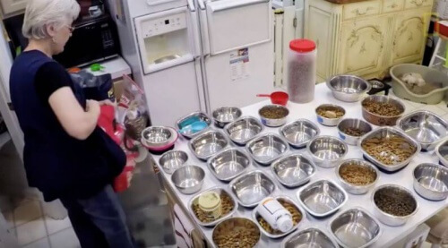 rifugio-per-cani-Senior Pet Sanctuary