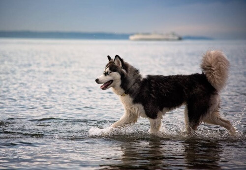 Donna adotta un cane e lui la salva da un fidanzato violento