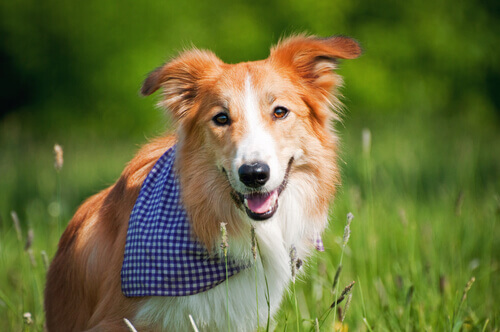 Cane-con-bandana