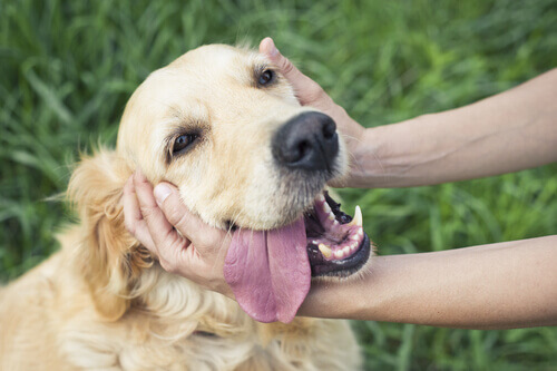 Il Metodo TTouch per ridurre lo stress del vostro animale