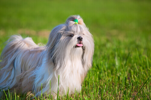 Cani Che Non Perdono Il Pelo I Miei Animali