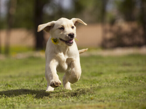 Albert, il cane scienziato
