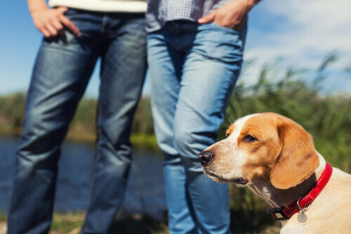 È vero che i nostri animali sono gelosi se abbiamo un partner?