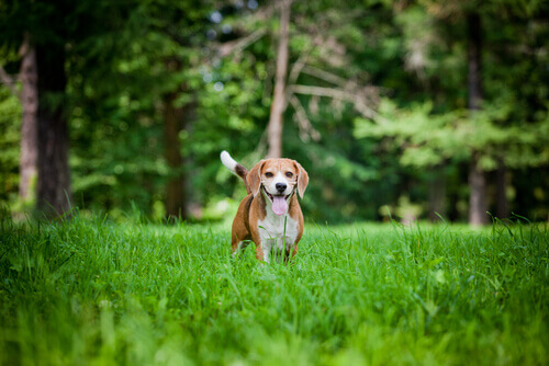 beagle