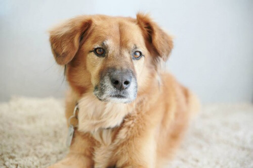 Cane sopravvisuto all'uragano Katrina aiuta i gatti randagi