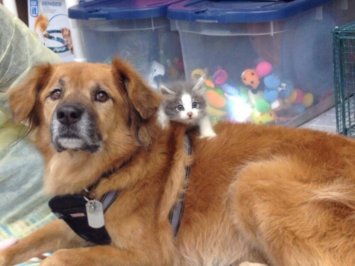 Cane sopravvisuto all'uragano Katrina aiuta i gatti randagi