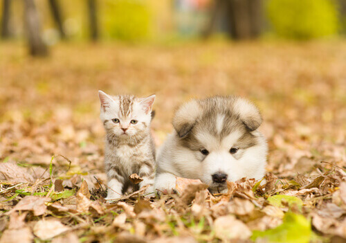 Come far sì che il cane giochi adeguatamente con il gatto