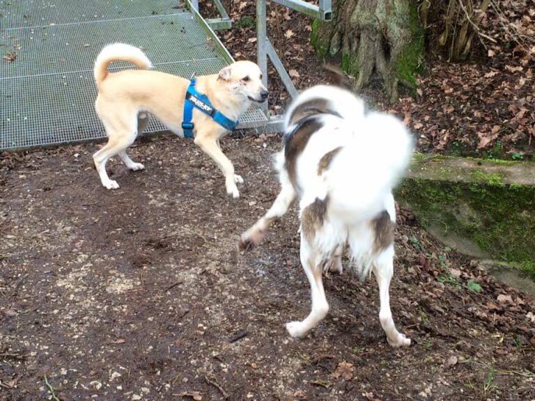 cane-randagio-adottato-da-una-turista-tedesca