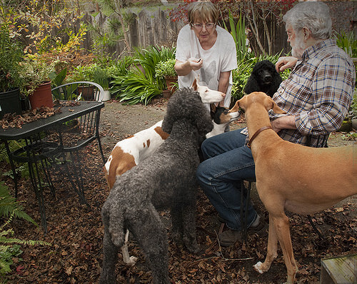 10 modi in cui i cani ci dimostrano il loro amore