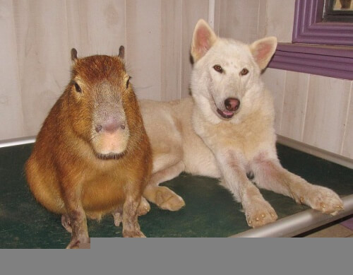 Una storia di cuccioli orfani e di un'incredibile madre adottiva