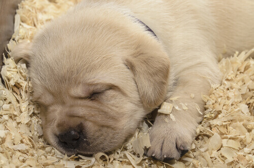 cucciolo addormentato
