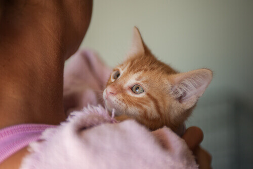 Avere un animale domestico fa ringiovanire